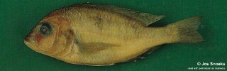Otopharynx sp. &#39;tetraspilus molariform&#39; Chipoka