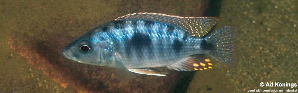 Otopharynx spelaeotes 'Makonde'