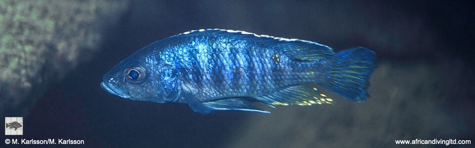 Otopharynx spelaeotes 'Rhoades Bank'