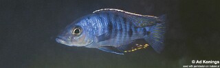 Otopharynx spelaeotes 'Jalo Reef'.jpg