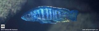 Otopharynx spelaeotes 'Mandalawi Reef'.jpg