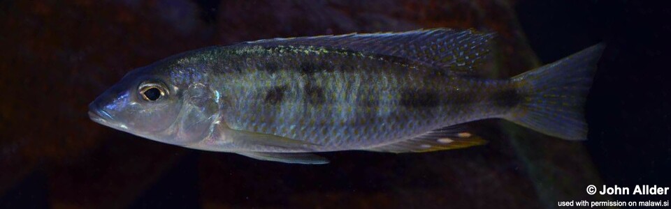 Otopharynx styrax 'Itungi'