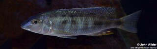 Otopharynx styrax 'Itungi'.jpg
