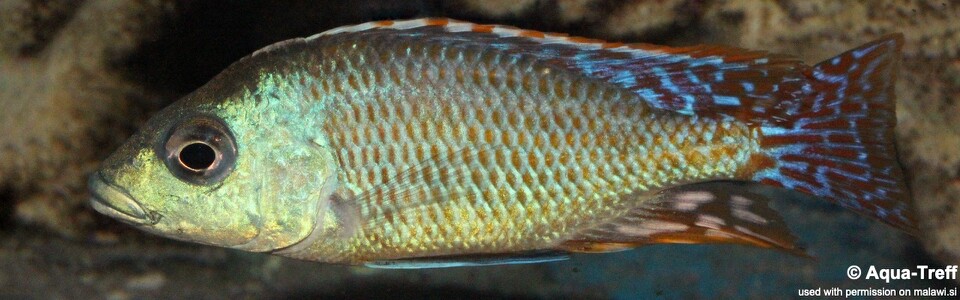 Otopharynx tetrastigma (unknown locality)