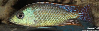 Otopharynx tetrastigma.jpg