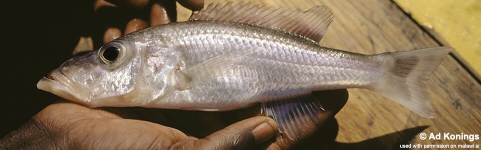 Pallidochromis tokolosh 'Narungu'