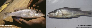 Pallidochromis tokolosh