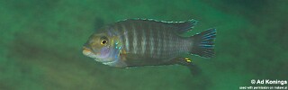 Petrotilapia chrysos 'Chinyankwazi Island'.jpg