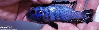 Petrotilapia chrysos 'Nkolongwe'.jpg
