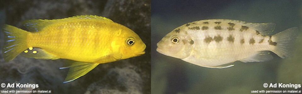 Petrotilapia flaviventris 'Cobwe'