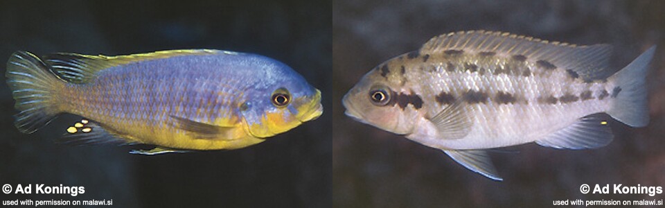 Petrotilapia flaviventris 'Linganjala Reef'