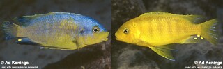 Petrotilapia flaviventris