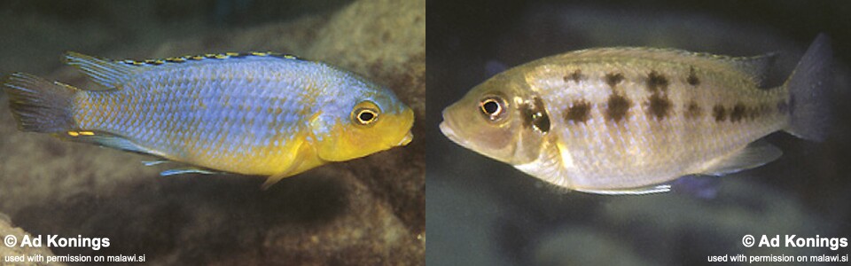 Petrotilapia genalutea 'Chitande Island'<br><font color=gray>Petrotilapia sp. 'chitande' Chitande Island</font>