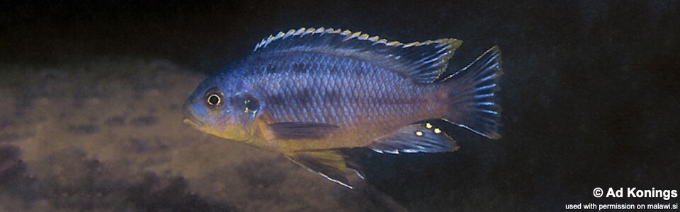 Petrotilapia genalutea 'Luwala Reef'