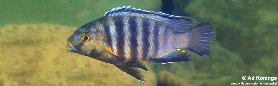 Petrotilapia genalutea 'Nakantenga Island'