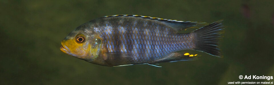 Petrotilapia genalutea 'Thumbi West Island'