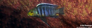 Petrotilapia genalutea 'Boadzulu Island'.jpg
