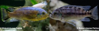 Petrotilapia genalutea 'Chimwalani Reef'.jpg