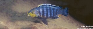 Petrotilapia genalutea 'Makokola Reef'.jpg