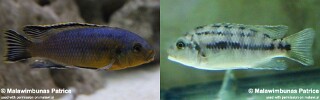 Petrotilapia genalutea 'Masinje'.jpg