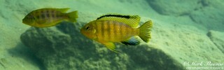 Petrotilapia genalutea 'Mdowa'.jpg