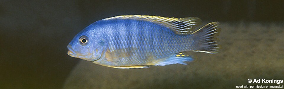 Petrotilapia microgalana 'Bandawe Point'