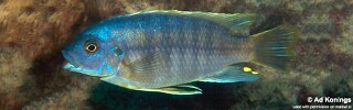 Petrotilapia microgalana 'Katale Island'.jpg