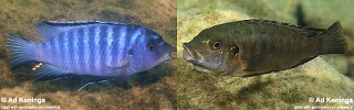 Petrotilapia mumboensis 'Mumbo Island'.jpg