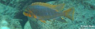 Petrotilapia palingnathos 'Chiwi Rocks'.jpg