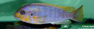 Petrotilapia palingnathos 'Chizumulu Island'.jpg
