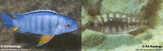 Petrotilapia pyroscelos