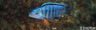 Petrotilapia pyroscelos 'Machili Island'.jpg