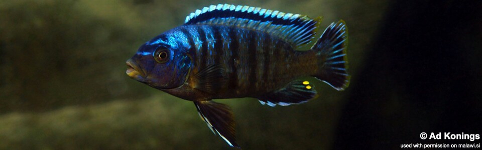 Petrotilapia sp. 'likoma barred' Taiwanee Reef
