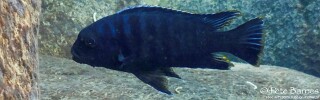 Petrotilapia sp. 'likoma barred' Maingano Island.jpg