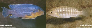 Petrotilapia sp. &#39;likoma variable&#39; Masimbwe Island