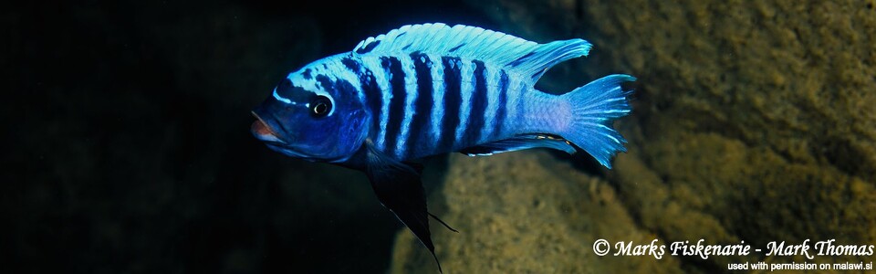 Petrotilapia sp. 'zebra lillie' (Tanzania)