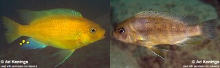 Petrotilapia xanthos 'Gallireya Reef'.jpg