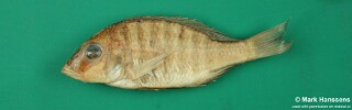 Placidochromis argyrogaster