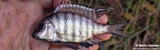 Placidochromis communis