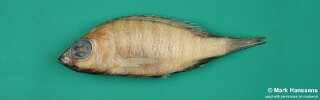 Placidochromis ecclesi