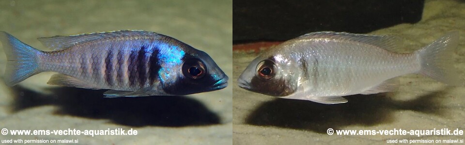 Placidochromis electra 'Fort Maguire'