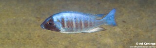 Placidochromis electra 'Gome'.jpg