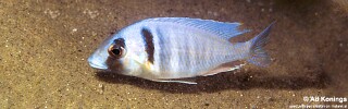Placidochromis electra 'Londo Bay'.jpg