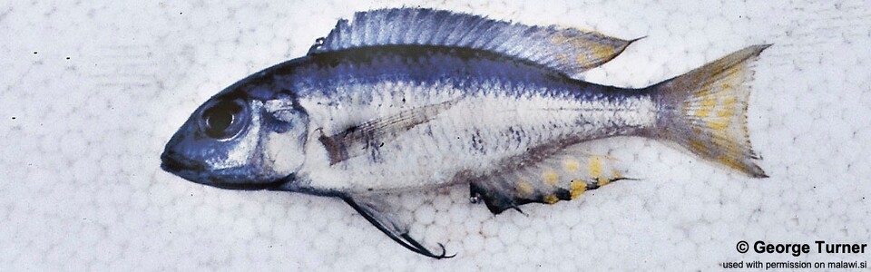 Placidochromis elongatus 'South East Arm'