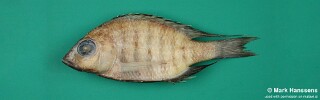 Placidochromis intermedius.jpg