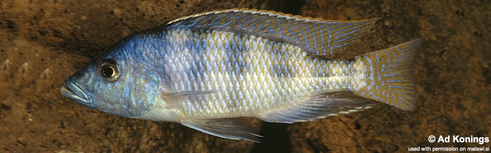 Placidochromis johnstoni (unknown locality)