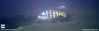 Placidochromis johnstoni 'Metangula'.jpg