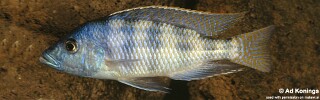 Placidochromis johnstoni.jpg