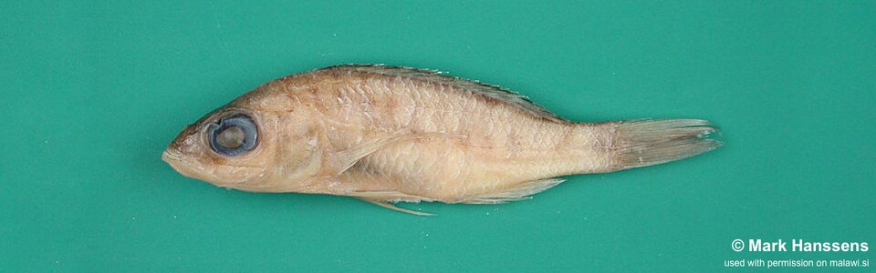 Placidochromis longus