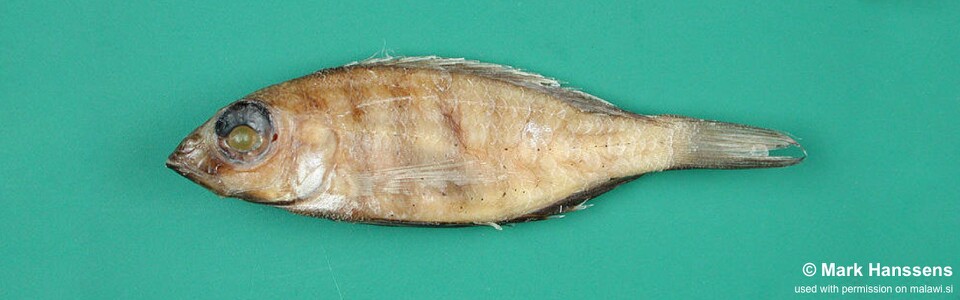 Placidochromis minor 'Msaka'